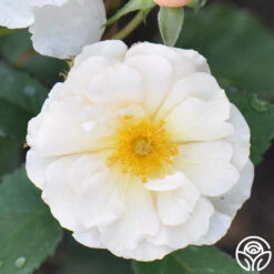 Penelope -FloraFinesse Shop penelope 4