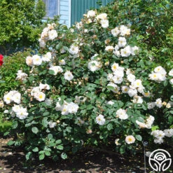 Penelope -FloraFinesse Shop penelope 5