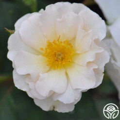 Penelope -FloraFinesse Shop penelope 7