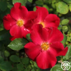 Peter Beales™ -FloraFinesse Shop peter beales 2 4