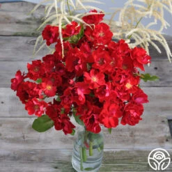 Peter Beales™ -FloraFinesse Shop peter beales 4