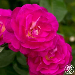 Peter Mayle™ -FloraFinesse Shop peter mayle 2 1