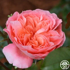 Pink Abundance™ 8 Pink Abundance™ -FloraFinesse Shop pink abundance logo 02