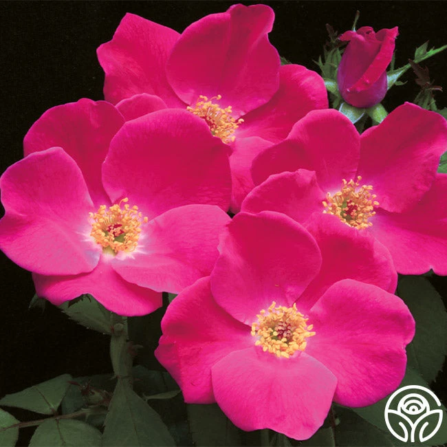 Pink Home Run 1 Pink Home Run