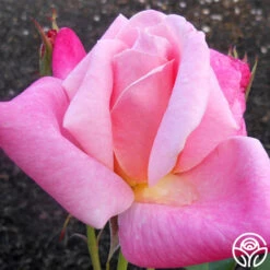 Pink Parfait -FloraFinesse Shop pink parfait 2 1 1