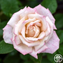 Pinkerbelle™ -FloraFinesse Shop pinkerbelle 3