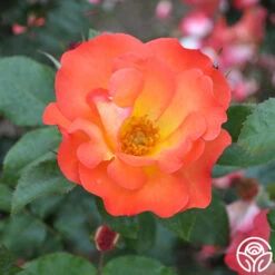 Playboy® -FloraFinesse Shop playboy 6 1 1