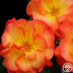 Playboy® -FloraFinesse Shop playboy 7 8