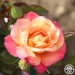 Polynesian Punch™ 24 Polynesian Punch™ -FloraFinesse Shop polynesian punch 5