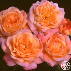 Portlandia™ -FloraFinesse Shop portlandia 5