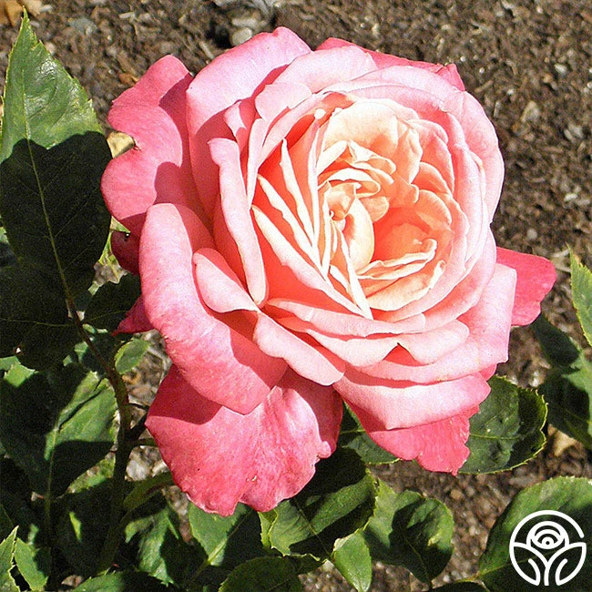 Portrait 2 Portrait - Image 2