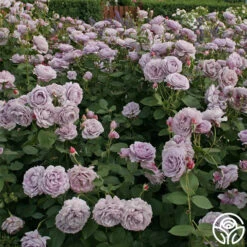 Poseidon™ -FloraFinesse Shop poseidon 4