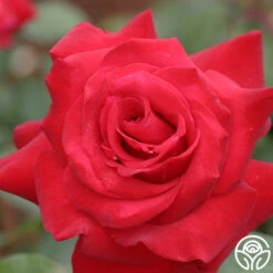 Precious Platinum -FloraFinesse Shop precious platinum 2