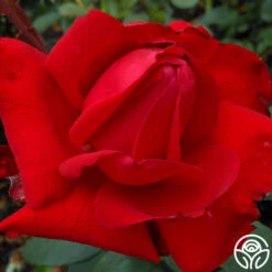 Precious Platinum -FloraFinesse Shop precious platinum 3 1