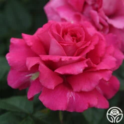 Pretty Lady Rose™ -FloraFinesse Shop pretty lady rose 5