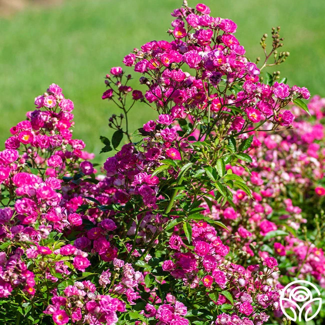 Pretty Polly® Pink 3 Pretty Polly® Pink - Image 3