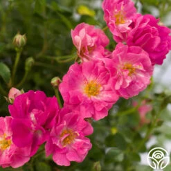 Front Page 40 Front Page -FloraFinesse Shop pretty polly pink 6