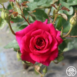 Princess Elise™ -FloraFinesse Shop princess elise 2