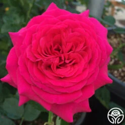 Princess Elise™ -FloraFinesse Shop princess elise 3