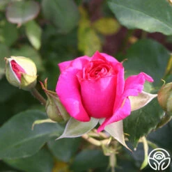 Princess Elise™ -FloraFinesse Shop princess elise 67