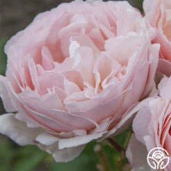 Princesse Charlene De Monaco® -FloraFinesse Shop princesse charlene de monaco 3