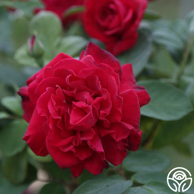 Proud Land® 2 Proud Land® - Image 2