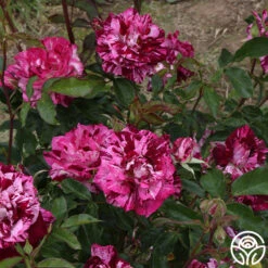 Purple Tiger -FloraFinesse Shop purple tiger 11