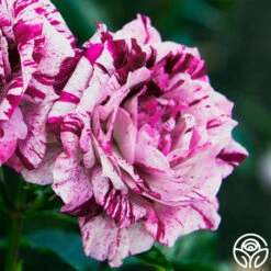 Purple Tiger -FloraFinesse Shop purple tiger 1 1