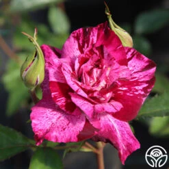 Purple Tiger -FloraFinesse Shop purple tiger 3 1