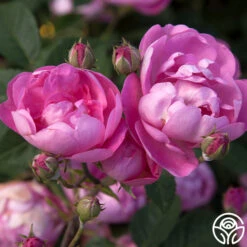 R Centifolia AndrewsII -FloraFinesse Shop r centifolia andrewsii 2 5