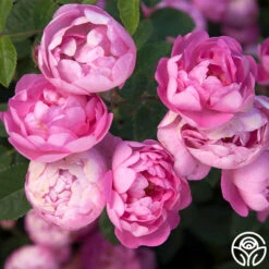 R Centifolia AndrewsII -FloraFinesse Shop r centifolia andrewsii 3 1 1