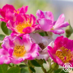 Raspberry Ruffles™