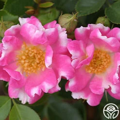 Raspberry Ruffles™ -FloraFinesse Shop raspberry ruffles logo 03