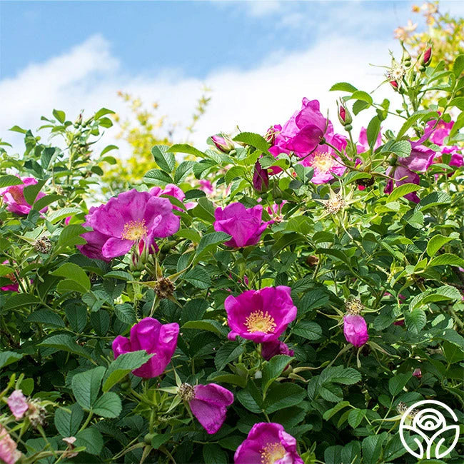 Raspberry Rugostar® 2 Raspberry Rugostar® - Image 2