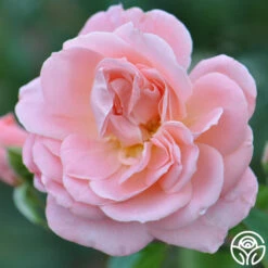 Rebecca Louise™ -FloraFinesse Shop rebecca louise 1 7