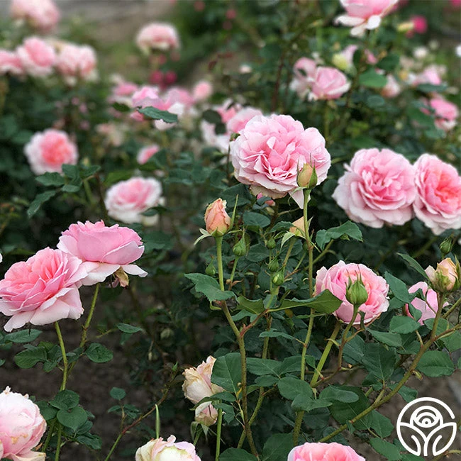 Relais & Chateaux 2 Relais & Chateaux - Image 2