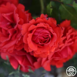 Remembrance™ -FloraFinesse Shop remembrance 14