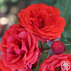 Remembrance™ -FloraFinesse Shop remembrance 16