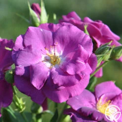 Rhapsody In Blue™ -FloraFinesse Shop rhapsody in blue 13