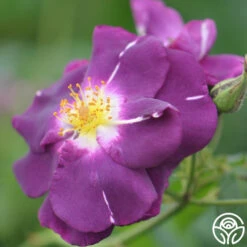 Rhapsody In Blue™ -FloraFinesse Shop rhapsody in blue 14