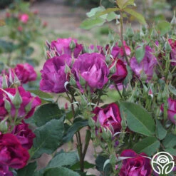 Rhapsody In Blue™ -FloraFinesse Shop rhapsody in blue 15