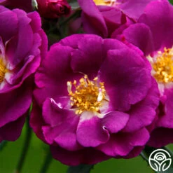 Rhapsody In Blue™ -FloraFinesse Shop rhapsody in blue 16