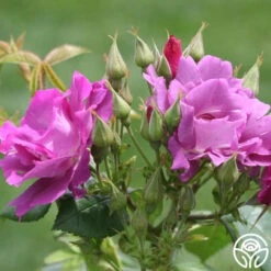 Rhapsody In Blue™ -FloraFinesse Shop rhapsody in blue 4 1