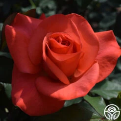 Ring Of Fire™ -FloraFinesse Shop ring of fire 1 5