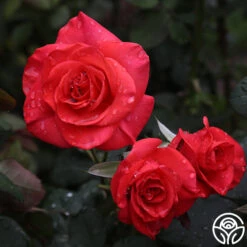 Front Page -FloraFinesse Shop ring of fire 6