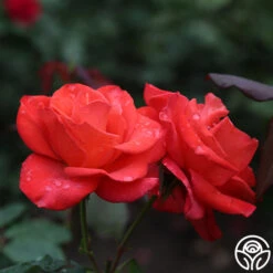 Ring Of Fire™ -FloraFinesse Shop ring of fire 8