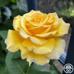 Robert Bruce 20 Robert Bruce -FloraFinesse Shop robert bruce 1