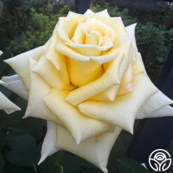 Robert Bruce 15 Robert Bruce -FloraFinesse Shop robert bruce 5