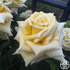 Robert Bruce 18 Robert Bruce -FloraFinesse Shop robert bruce 6