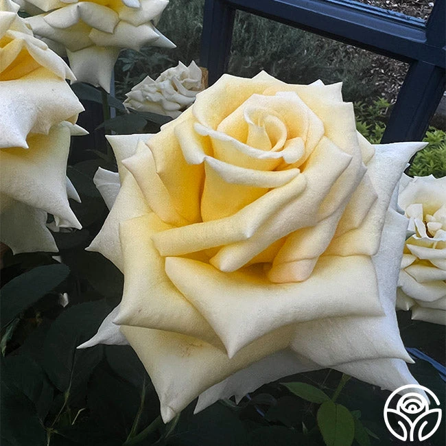 Robert Bruce 8 Robert Bruce - Image 8